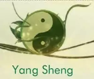 Stage de Yang Sheng